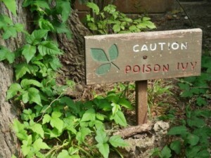 Poison Ivy